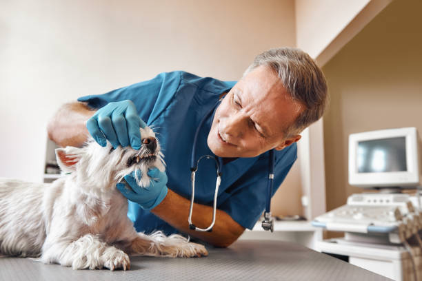 Best Emergency Tooth Extraction in Bradford Woods, PA